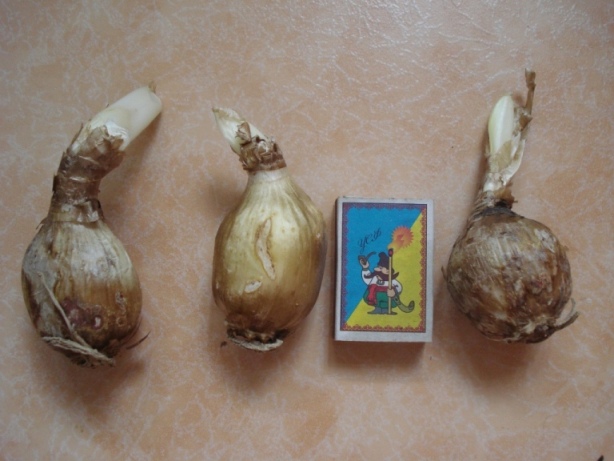 белый.JPG