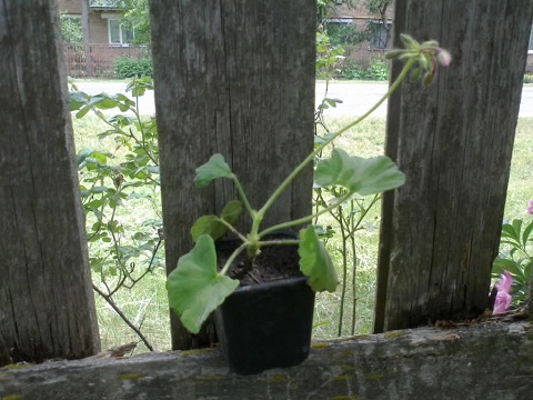 23052013374.jpg