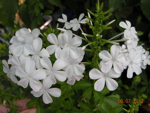 Plumbago Alba.JPG
