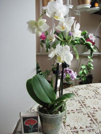 IMG_5181.JPG