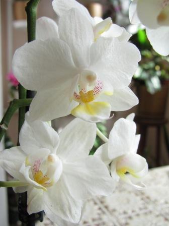 IMG_5183.JPG