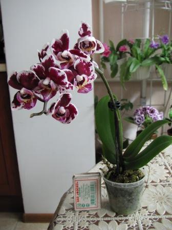 IMG_5175.JPG