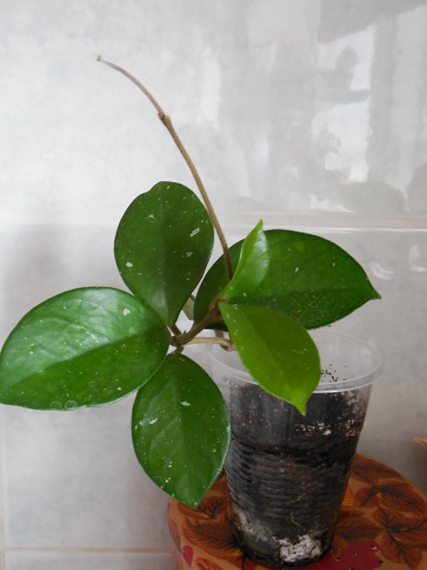 DSCN3674.jpg