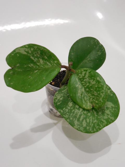 DSCN3718.jpg