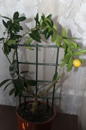 IMG_0448.jpg