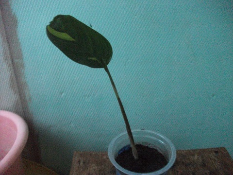 DSCF3668.JPG