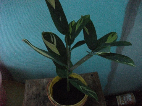 DSCF3672.JPG
