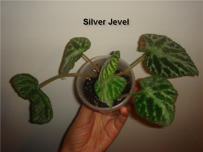 Бегония Silver Jewel - 35 грн.JPG