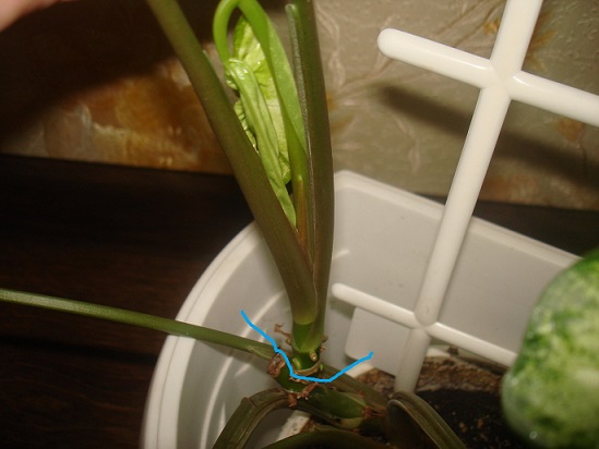 DSC00202.JPG