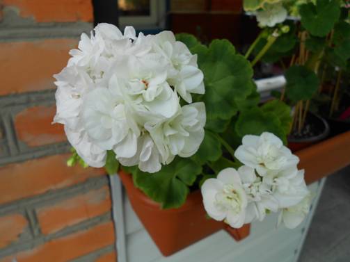 Eleonora 5002.jpg