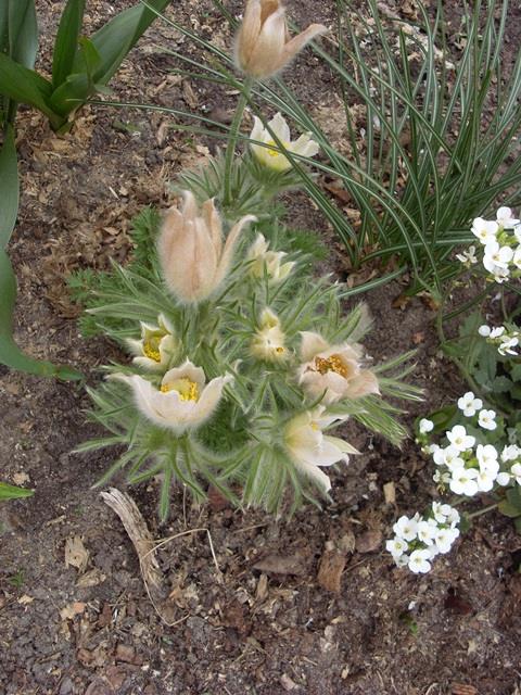 SL385363.JPG
