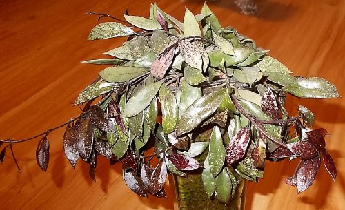 H. lacunosa Royal Flush.jpg