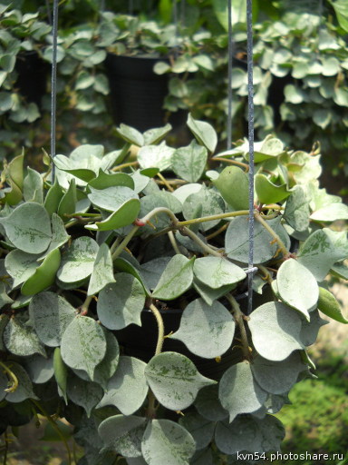 Hoya Curtisii silver splash.jpg