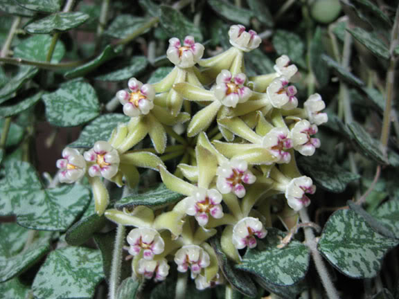 Hoya Curtisii..jpg