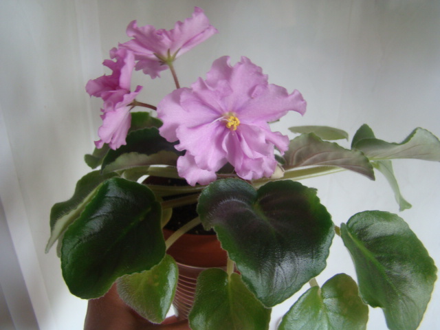 DSC05579.JPG