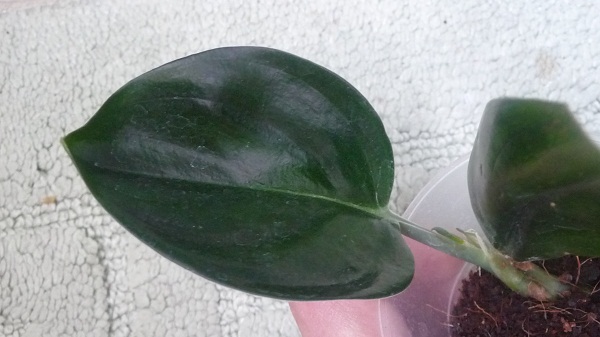 P1030341.JPG