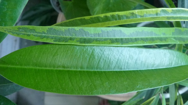 P1030345.JPG