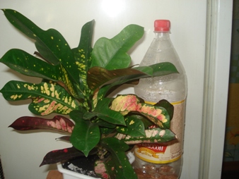 DSC07100.JPG