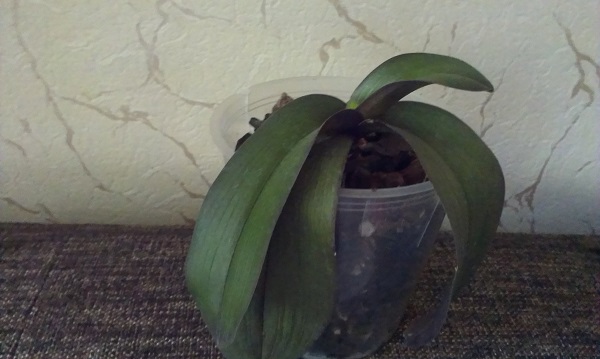 IMAG0241.jpg