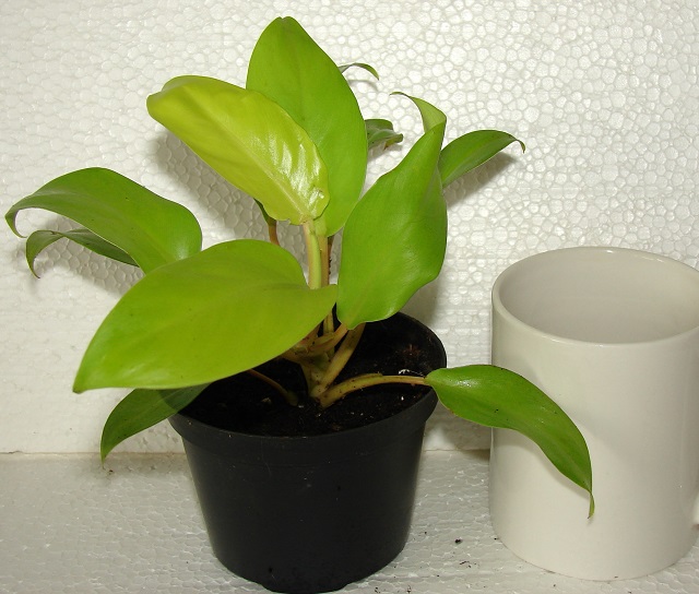 DSC05554pl.jpg