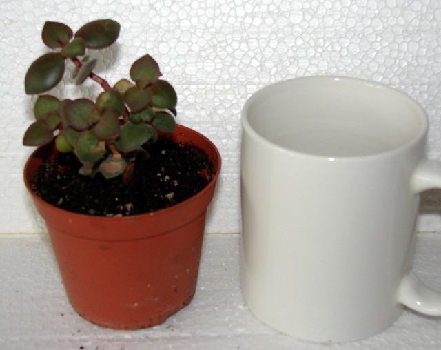DSC05551pl.jpg