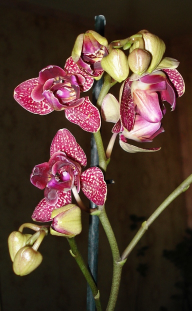 DSC02931.JPG