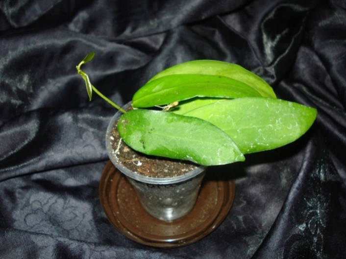 DSC09778.JPG