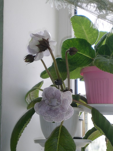 P6010021.JPG