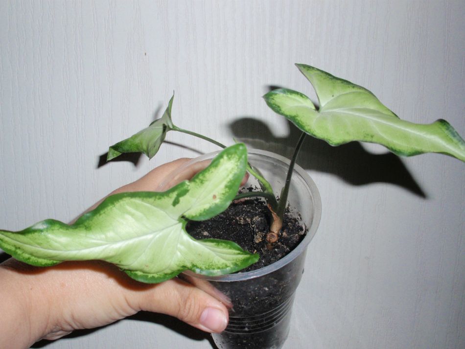 PODOPHYLLUM - копия.JPG