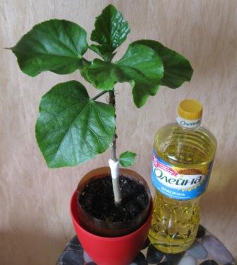 IMG_4822 - копия - копия.JPG