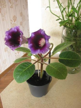 IMG_5277.JPG