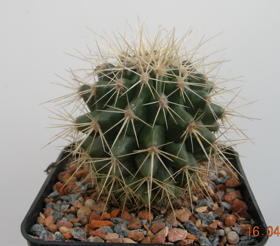DSCN1604.JPG