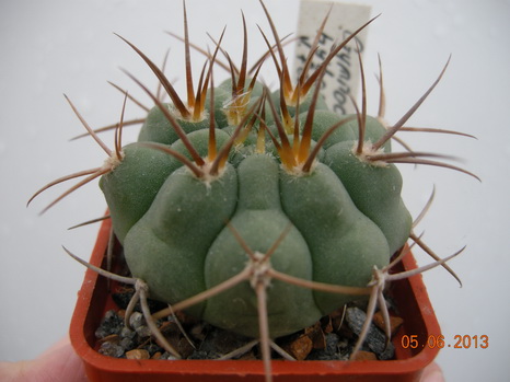DSCN1985.JPG