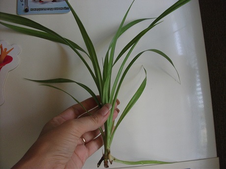 DSCF3701.JPG