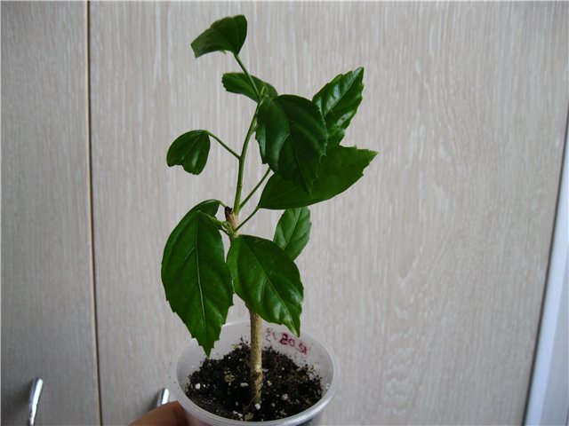 3298fcbb5458.jpg