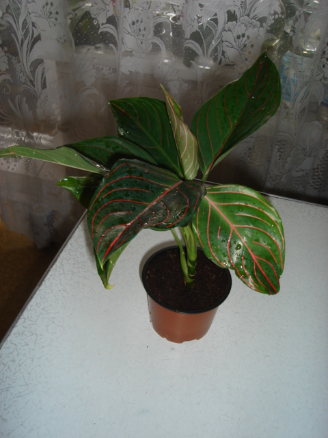 DSC09851.JPG