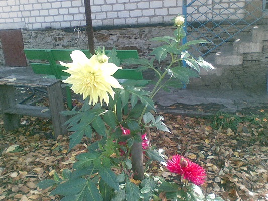 24102009(002)1111111.jpg