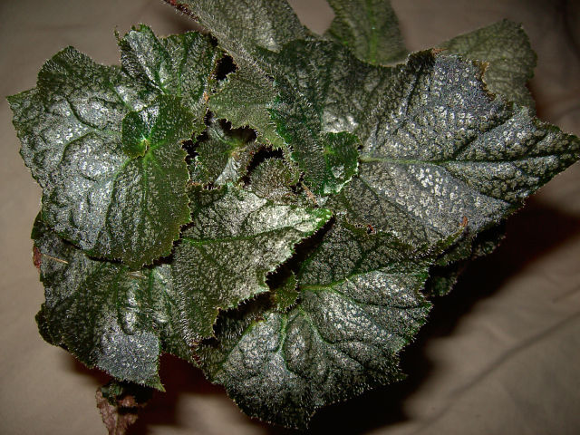 November Frost...jpg