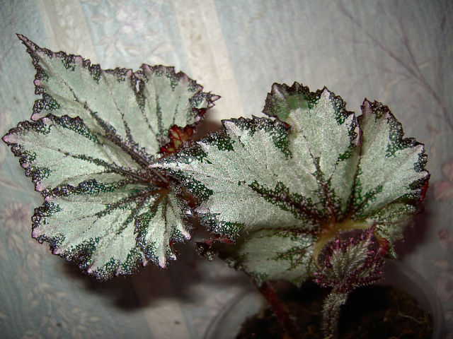 Purple Snow.jpg