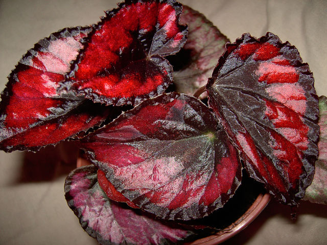 Red Kiss.jpg