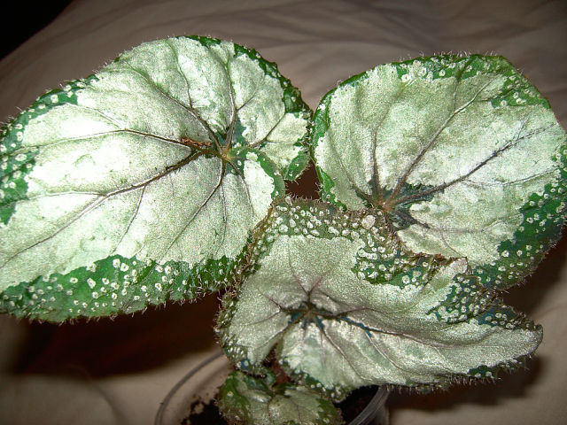 Silver Greenheart.jpg