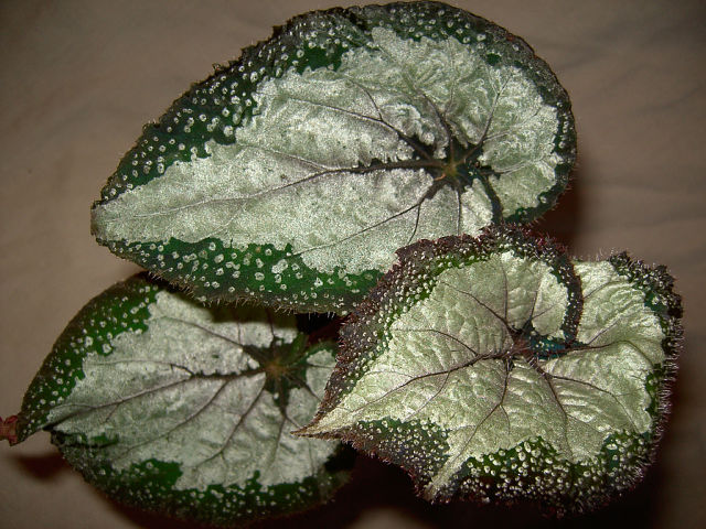 Silver Greenheart....jpg
