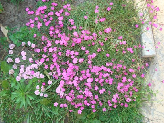 DSC07691.JPG
