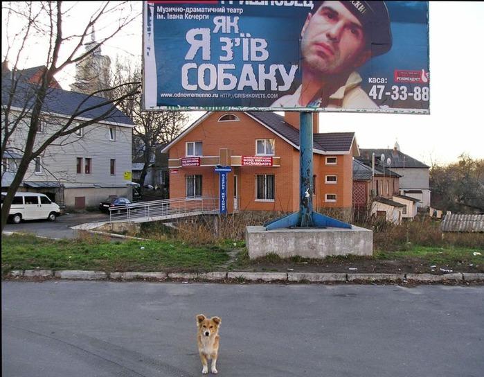 собака.jpg