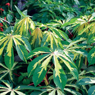 Manihot_esculenta_Variegata_sq.jpg