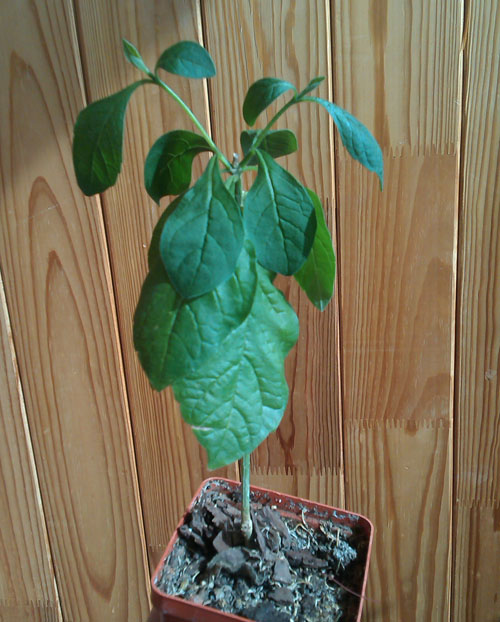 IMAG0257.jpg