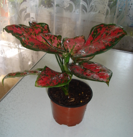 DSC00001.JPG
