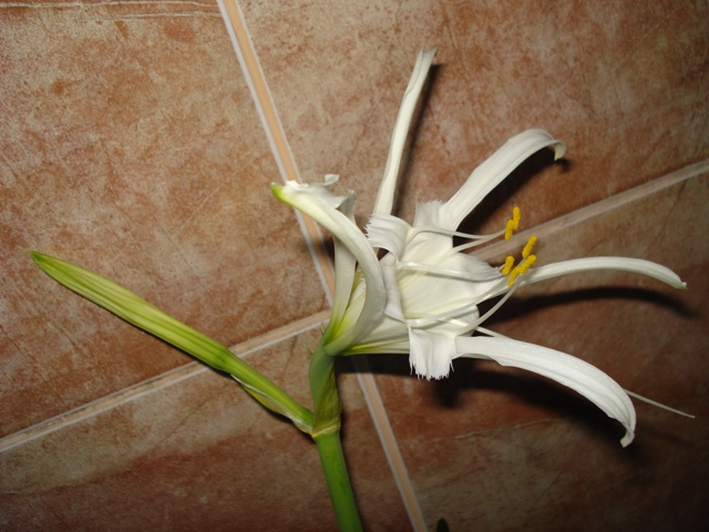 DSC08005.JPG