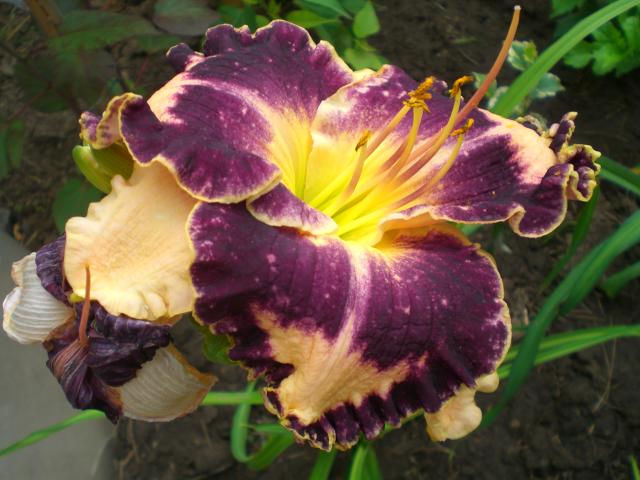 2012-5-1, глазастый и крупный.jpg