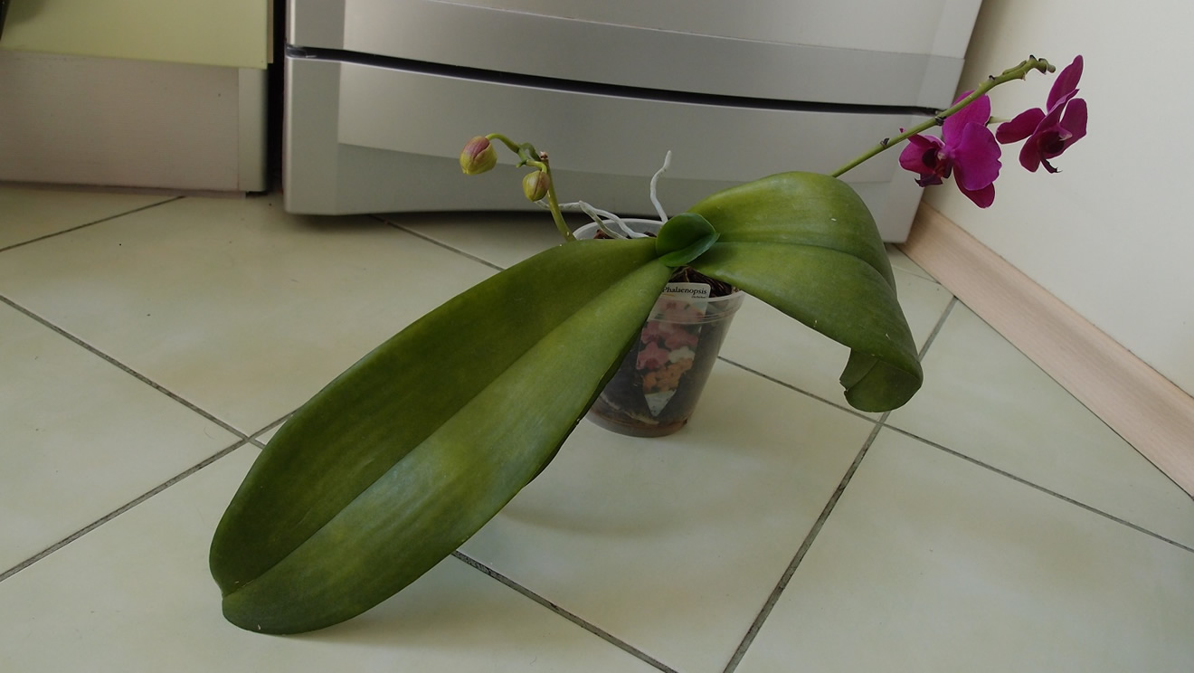 P6121154_small.jpg